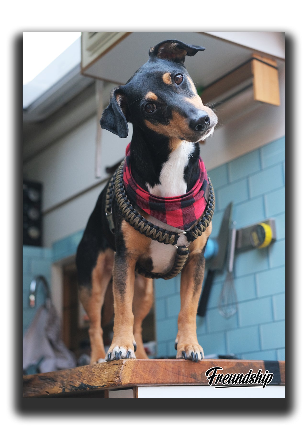 Freundship Autogrammkarte